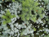 Picea glauca 'Areson’s Blue Variegated' 