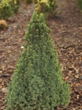 Picea glauca 'Conica Sport' 