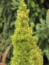 Picea glauca 'Golden Peak ®' 