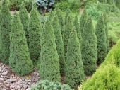 Picea glauca 'Pinochio' 