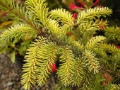 Picea omorica 'Aurea' 