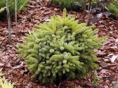 Picea omorika 'Nana' Pa