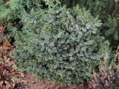 Picea omorika 'Pimoko' Pa