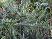 Picea pungens 'Virgata' 
