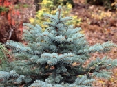 Picea pungens 'Hoto' 