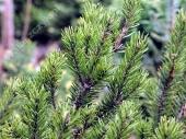 Pinus banksiana 'Neponset' 