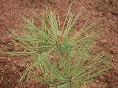 Pinus jeffreyi 'Joppi' 