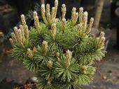 Pinus mugo 'Mops' Pa