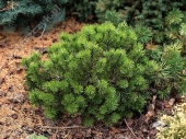 Pinus mugo 'Manim' 