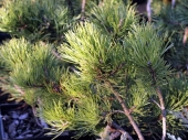 Pinus mugo var. 'Pumilio' 