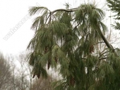 Pinus strobus 'Pendula' 