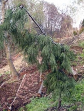 Pinus strobus 'Pendula' 