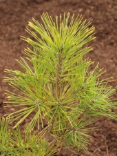Pinus thunbergi 'Ogon' 