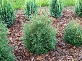 Thuja occidentalis 'Abel Twa' 