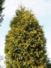 Thuja occidentalis 'Lutea' 