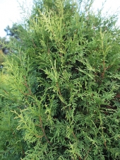 Thuja occidentalis 'Moloch' 