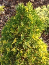 Thuja occidentalis 'Smaragd Aureovariegata' 