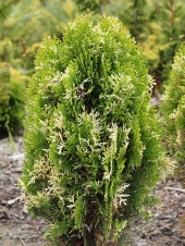 Thuja orientalis 'Marjolein' 