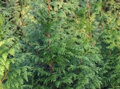 Thuja plicata 'Dura' 