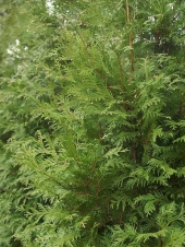 Thuja occidentalis 'Frieslandia' 