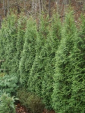 Thuja plicata 'Gelderland' 