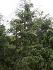 Thuja sthandishii '' 