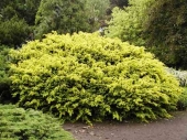 Taxus baccata 'Aurea Decora' 