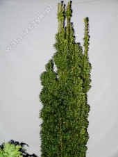 Taxus baccata 'Wojtek' 