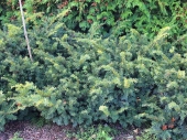 Taxus baccata 'Summergold' 