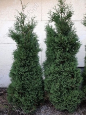 Thuja occidentalis 'Compacta' 