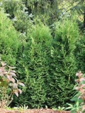Thuja occidentalis 'Hubner' 