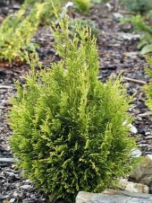 Thuja occidentalis 'Coppergold' 