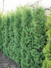 Thuja occidentalis 'Flevoland' 