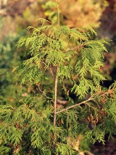 Thuja occidentalis 'Laza' 