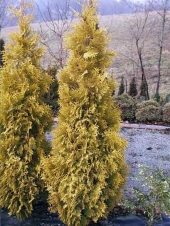 Thuja occidentalis 'Malonyana Aurea' 