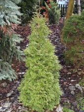 Thuja occidentalis 'Parade' 
