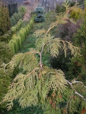 Thuja occidentalis 'Pendula' 