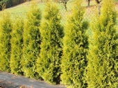 Thuja occidentalis 'Salland' 