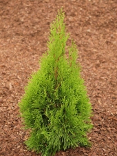 Thuja occidentalis 'Smaragd Dobrzyń' 