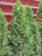 Thuja occidentalis 'Smaragd Variegata' 