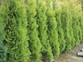 Thuja occidentalis 'Yellow Ribbon' 