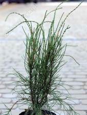 Thuja orientalis 'Bence' 