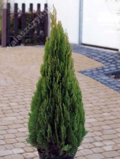 Thuja orientalis 'Lakatos' 