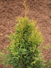 Thuja plicata 'Collyers Gold' 