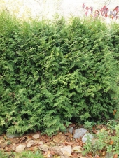 Thuja plicata 'Kórnik III' 