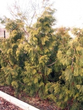 Thuja occidentalis 'Nekrolog' 