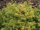 Thujopsis dolobrata 'Aurea' 