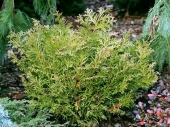 Thujopsis dolobrata 'Nana' 