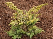 Tsuga canadensis 'Everit Golden' 