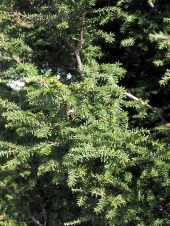 Tsuga canadensis 'Many Cones' 
